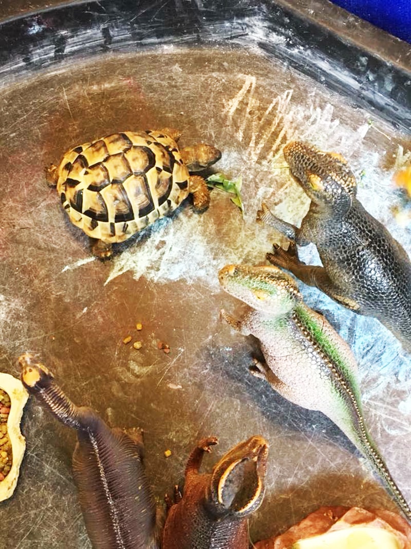 Sheldon Playing With The Dinosaurs